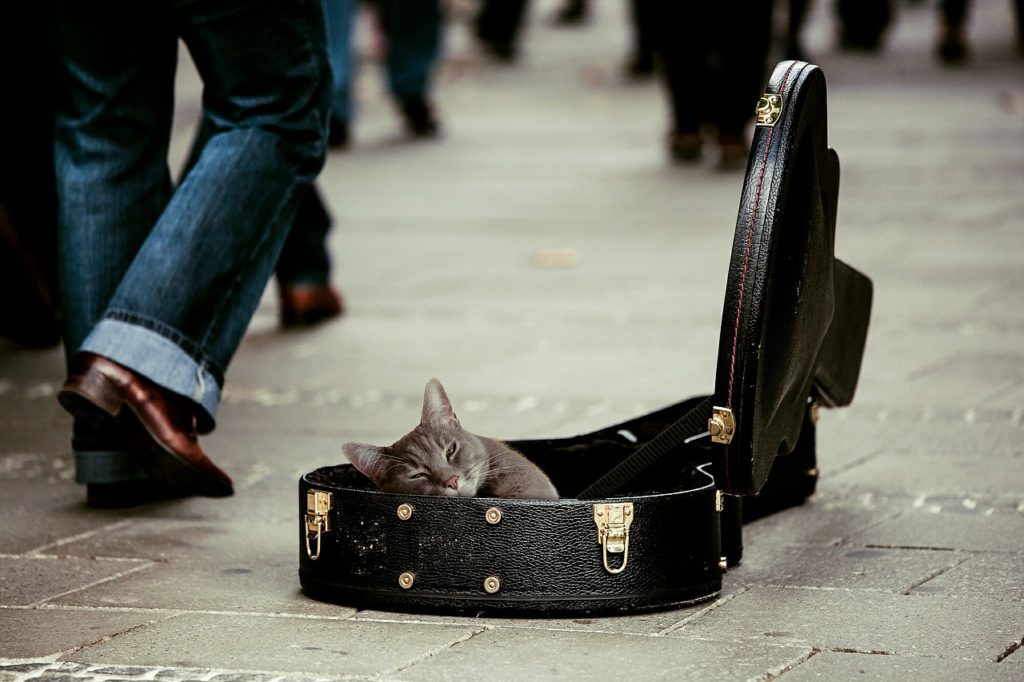 Estuche de guitarra con gato